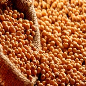  Soja De Très Bonne Qualité Et D'autre Céréale - céréales nous somme une soci&eacute;t&eacute; sp&eacute;cialiser dans la commercialisation de soja non ogm nous pouvons vous fournir la quantit&eacute;s souhait&eacute;e avec une qualit&eacute; irr&eacute;prochable a des prix tr&egrave;s comp&eacute;titif . variety non gmo soybeans size approximately 5.