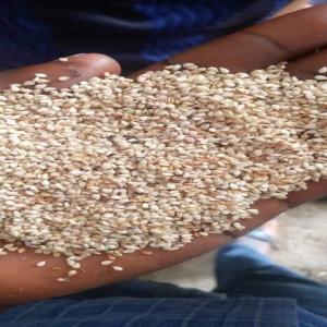  Offre Sésame Mixte Sénégal - céréales a vendre 250 tonnes sésame mixte,  vanné,  non soufflé. --procédure - visite,  chargement,  paiement.--prix - 950 fcfa le kilo exworks kaolack (sénégal).--pas sérieux s'abstenir !