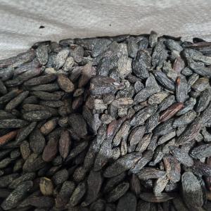  Fèves De Tonka - épices aromates importateur fran&ccedil;ais sp&eacute;cialis&eacute; dans les &eacute;pices d'exception,  expert en f&egrave;ve de tonka d'am&eacute;rique du sud,  vous propose f&egrave;ves de tonka aux ar&ocirc;mes intenses,  qualit&eacute; ++,  cristallis&eacute;e,  offrant un bouquet unique de saveurs - amande,  caram