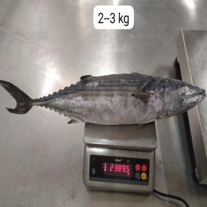 Poisson Surgelé - poissons bonjour,  --les poissons que nous avons maintenant---- maroc- bonito - maquereau--- mauritanie- mullet  - chinchard--- japan- yellowtail - pollok - grand mullet - bonito--- usa- redfish - rockfish - hake--- oman- frigate tuna - catfish--- brésil & argentine- corvine 100-300g - 300-500g--- chin