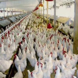  Aviculture Repro Chaire D'un Jour - viandes et oeufs nous sommes une soci&eacute;t&eacute; sp&eacute;cialis&eacute;e dans l'&eacute;levage de volailles repro chaire parentaux et nous cherchons un investisseur pour nous aider &agrave; &eacute;tendre nos activit&eacute;s. avec une exp&eacute;rience solide et un march&eacute; en croissance notre entrepr