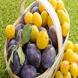  320 Hct Abricot - mine terrain concession je met en vente 320 hct deviser en 4 partielles cultives d olives ;abricots amandes terres vides goutes a goutes ; bassins d irrigations villas maison de stocks ; hangars .. sur nos mains .