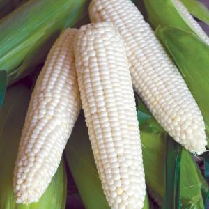  Gmo White Corn - coffee cocoa tea white corn is a cereal plant belonging to the poaceae family. he is one of the sweet corn varieties grown in different parts of the world. besides being a grain,  it is also treated as a vegetable and fruit. it is considered a grain because it is the dried seed of a grass species. it is a vegetable i