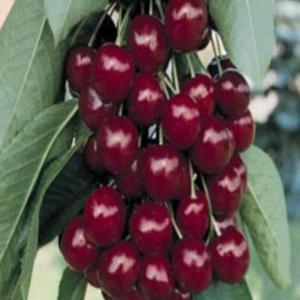  Tiges De Cerises - fruits et légumes je propose des tiges de cerises biologiques..r&eacute;colte 2024..nettoy&eacute;es sans autres impuret&eacute;s..le produit est extrait et transform&eacute; dans une grande usine de production de confiture de cerises dans la meilleure zone de culture de cerises de bulgarie..quantit&eacute; totale 60
