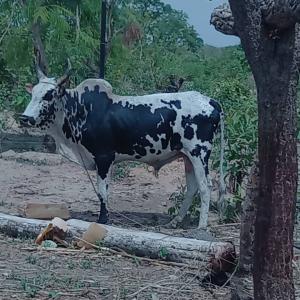 VEND BOEUF 500 000FCFA - animaux vivants vend 1 boeuf originaire du mali,  mais possibilite de livraison au senegal et en cote d'ivoire.--prix ttc = 500 000fcfa.--envoi des photos et video du bovin sur demande.