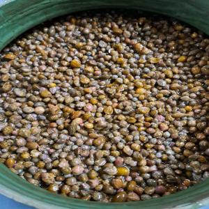  Vente Capre - fruits et légumes nous sommes une société marocaine spécialisée dans la production de capres,  provenant de la région authentique de safi-marrakech au maroc. . actuellement,  nous sommes à la recherche de nouveaux clients désireux de découvrir et d'apprécie