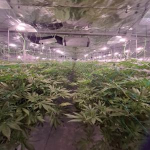  Société Culture Cbd 200 000 Euros - Industrie exploitation  urgent cause depart vends sociétée installée dans un local de 1000m2 ( location 1000€ mois)entièrement équipé  matériel neuf ,  pour culture cbd en aeroponie ,  5000 plants ,  très bon rendement,  300 kg de fleurs tous les 4 mois à 800€ kg 