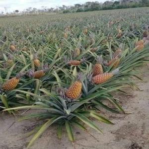  Vente D'ananas - fruits et légumes ----chers partenaires commerciaux, ----nous avons le plaisir de vous proposer une offre exceptionnelle pour l'achat d'ananas frais en provenance de la côte d'ivoire. notre entreprise, sina sarl,  spécialisée dans l'exportation de fruits tropicaux,  vous garantit des produits de quali