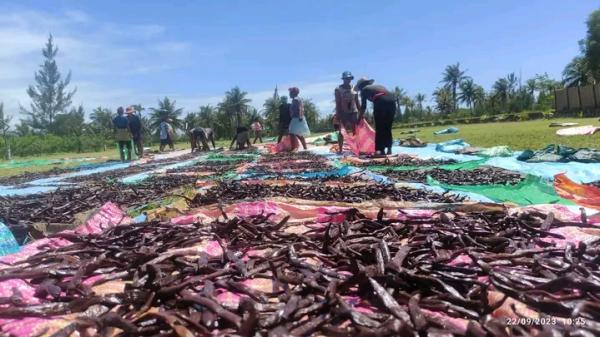  Vanille, Cacao, Huilles Essentielles, Epices - autres soci&eacute;t&eacute; agr&eacute;e &agrave; l'exportation de vanille cacao huiles essentielles et epices de madagascar. d'une exp&eacute;rience de plus de 10 ans nous mettons &agrave; votre disposition des produits de qualit&eacute; et soign&eacute;s. vanilles 10 tonnes cacao 120 tonnes hui