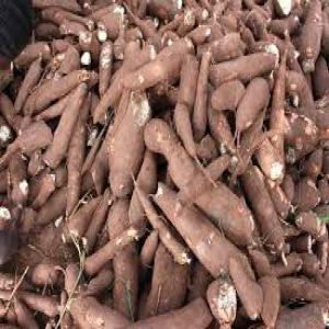  Manioc Bayéré - féculents nous disposons d'une grande quantit&eacute; de vari&eacute;t&eacute;s de manioc bay&eacute;r&eacute; de 1 an depuis la c&ocirc;te d'ivoire et nous recherchons des clients cr&eacute;dible pour son &eacute;coulement. 