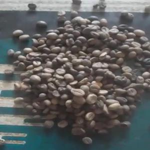  Café Vert Robusta Disponible - café cacao thé . plus de 40 tonnes de grains de caf&eacute; vert robusta made in c&ocirc;te d'ivoire disponibles. campagne 2023/2024 emballage sacs de 60 kg &eacute;chantillon disponible et frais d'exp&eacute;dition aux frais du client. paiement paiement comptant ch&egrave;que ou vir