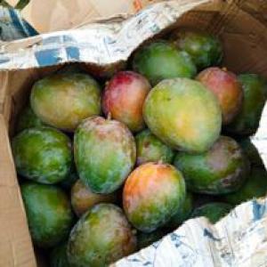  Vente De Mangue - fruits et légumes vente de mangue d&eacute;couvrez nos mangues juteuses sucr&eacute;es et pretes &agrave; etre d&eacute;gust&eacute;es! prix imbattable