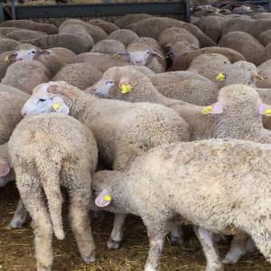  Vente Agneaux Vivants Espagne - animaux vivants vente agneaux vivants pour abattage merinos et finos.35kg/50kg origines espagne disponibilité de plus de 20.000 agneaux. -