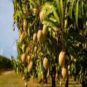  Stock De Mangues Disponibles - jus concentré sirop bonjour,  je vis au nicaragua où la mangue et la papaye sont des fruits disponibles en abondance. je recherche un client/importateur en france qui saurait produire des jus/smoothies à partir de ces fruits. les étapes de transformation faites locales sont à discuter selon les beso