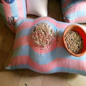  Graines De Mucuna. - matiere vegetale bonjour chers tous.--nous disposons de 10 tonnes de graines de mucuna.--la vari&eacute;t&eacute; noire et la vari&eacute;t&eacute; blanche. les deux sont disponibles.