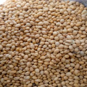  Vente De Soja Certifié Bio - autres vends soja de qualit&eacute; sup&eacute;rieure certifi&eacute; bio nous proposons &agrave; la vente du soja de qualit&eacute; sup&eacute;rieure certifi&eacute; bio. notre soja est cultiv&eacute; selon des pratiques agricoles durables sans utilisation de pesticides ou d'engrais chimiques garant