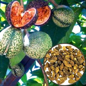  Graines De Voacanga Africana - autres nous sommes fiers de proposer &agrave; la vente en gros des graines de voacanga africana,  issues des meilleures r&eacute;coltes d'afrique. reconnues pour leurs vertus th&eacute;rapeutiques exceptionnelles,  ces graines sont utilis&eacute;es dans la m&eacute;decine traditionnelle africaine pour leurs 