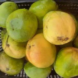  Vente De Mangue - autres vente de mangue d&eacute;lice exotique directement de la casamance! amateurs de saveurs tropicales c'est votre chance de savourer les d&eacute;licieuses mangues kent fra&icirc;chement r&eacute;colt&eacute;es de la casamance! 