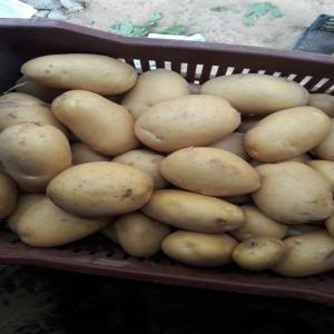  Pommes De Terre - fruits et légumes pommes de terre disponible sur marseille chaque semaine au prix de 0, 9€ par kg,  commande minimum 1contenaire