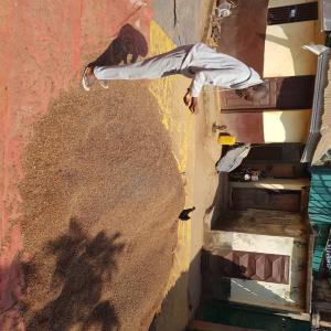  Production Et Vente Du Voacanga. - Industrie exploitation nous sommes une entreprise exer&ccedil;ant dans l'exploitation des produits forestier non ligneux et leurs transformation tels que---le voacanga 10 000 tonnes par ans.--nous avons de l'exp&eacute;rience dans le domaine et fournissons &agrave; un prix raisonnable