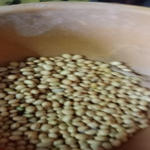  Soja Propre - céréales      nous sommes fournisseur grossiste de soja et nous cherchons des acheteurs s&eacute;rieux ou des partenaires pouvant nous chercher des acheteurs moyennant une commission.--nous sommes dispos&eacute;s &agrave; toutes discussions pour la bonne collaboration.--          esp&eacute;rant voir concr&e