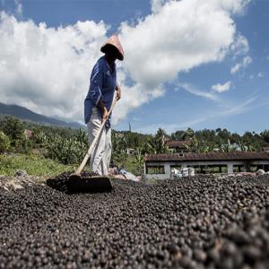  Achat D'importants Volumes De Café Vert - café cacao thé nous sommes des importateurs de caf&eacute; vert en australie au service de l'industrie de la torr&eacute;faction. nous recherchons des fournisseurs exp&eacute;riment&eacute;s avec lesquels nous pourrons d&eacute;velopper une relation &agrave; long terme. origines pr&eacute;f&eacute;r&eacute;es rd