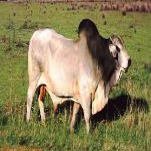  Retraité Recherche Travail Afrique - animaux vivants retrait&eacute; cadre fran&ccedil;ais de la fili&egrave;re b&eacute;tail & viande en bovin ovins porcs 10 ans de pratique en afrique rechercherai un travail de responsable dans les fili&egrave;res &eacute;nonc&eacute;es ci dessus r&eacute;ponse assur&eacute;e salutations