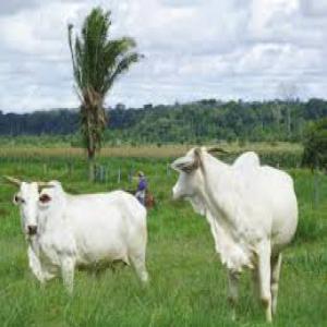  Cameroun Retraité Cadre Elevage - animaux vivants retrait&eacute; cadre fran&ccedil;ais de la fili&egrave;re b&eacute;tail & viande en bovin ovins porcs 10 ans d'exp&eacute;rience en afrique chercherai &agrave; apporter son savoir faire dans cette fili&egrave;re  &eacute;levage b&eacute;tail & viande que si bien structur&eacute; &agrave; une 