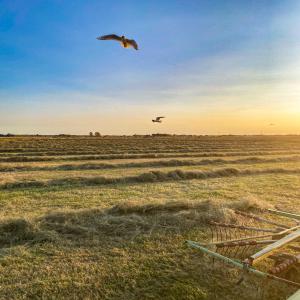  Foin Prairie Naturelle Extra Ab/bio - aliments pour animaux vente foin de prairie naturelle,  bottes cubiques ou rondes.--préfané et peu poussiéreux--certificat ab/bio disponible.--expédition possible dans toute l'europe.