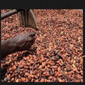  Fèves De Cacao Séchées - café cacao thé nous disposons de f&egrave;ves de cacao s&eacute;ch&eacute;es nous avons la possibilit&eacute; de vous livrer jusqu'&agrave; 3000 tonnes en revolving chaque mois