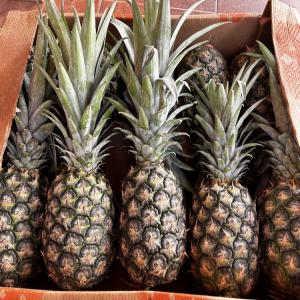  Ananas Md2 - fruits et légumes  &agrave; tous au plaisir de vous pr&eacute;senter notre fruit l'ananas md2 connu sous le nom de golden sweet ou extra sweet qui est une vari&eacute;t&eacute; tr&egrave;s appr&eacute;ci&eacute;e pour sa douceur exceptionnelle et sa qualit&eacute; sup&eacute;rieure cultiv&eacute; avec soin 