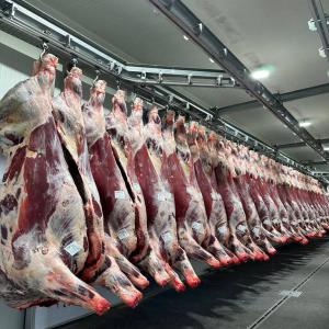  Vente De La Viande Bovine Et Des Bovins - animaux vivants entreprise installée en france spécialisée dans l'exportation de la viande bovine provenance espagne de haute qualité --( limousins, charolais ,  croise) conformation u et e .--ainsi que des animaux vivants incluant genisses laitieres ( prim holnstein, montbéliard et 