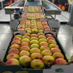 Comperative de pomme  - fruits et légumes bonjour,  notre société basé à conakry intéresse pour commercialiser des produits produce du maroc ( pomme) tout l'année deferant variétés. si vous intéresse contact nous sur email ou whatsapp merci 