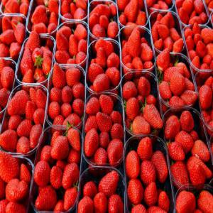  La Fraise, Un Fruit Gourmand - fruits et légumes propose fruits (fraises) à exporter en france. nous sommes une société d'export nous mettons en vente une fourniture de fruits (fraises) de qualité,  des solutions de qualité supérieure pour répondre à vos besoins en matière de produits f