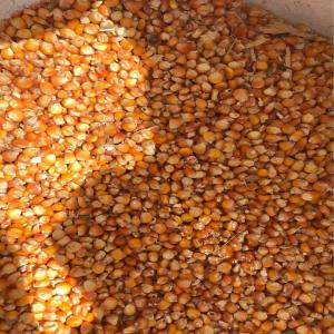  Vente De Maïs - fruits et légumes vente de maïs de qualite superieure nous vous proposons du maïs riche en nutriments essentiels et polyvalent pour divers usages industriels et alimentaires origine import&eacute; (argentine) ou local qualit&eacute; premium grains entiers et bien s&eacute;ch&eacute;s conditionnement sacs 