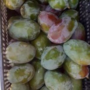  Vente De Mangue Kent - fruits et légumes vente de mangues kent de qualit&eacute; sup&eacute;rieure nous avons des mangues kent d&eacute;licieuses et fra&icirc;ches disponibles &agrave; la vente. parfaites pour une consommation directe ou pour vos recettes pr&eacute;f&eacute;r&eacute;es. commandez d&egrave;s aujourd'hui pour profiter de 