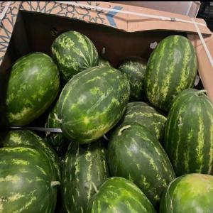  Pastèques Du Maroc - fruits et légumes nous vendons des past&egrave;ques marocaines de la r&eacute;gion de k&eacute;nitra et larachre &agrave; 0 55 /kg (prix &agrave; almeria) et vous pouvez les envoyer partout plus transport. je ne suis pas commercial je suis agriculteur et exportateur nous recherchons un client s&eacute;rieux.
