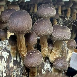  Champignons Secs Et Frais - champignon levure  ! excellents champignons de la r&eacute;gion baltique. nous cultivons des shiitakes de mani&egrave;re responsable nous r&eacute;coltons des chanterelles et nous pouvons les s&eacute;cher. nous pouvons organiser la livraison &agrave; un prix avantageux. nous travaillons uniquement sur comman
