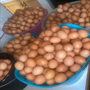  Œufs - viandes et oeufs nous disposons en grande quantité des œufs de poule,  de caille et de pintade a livrer partout dans le monde. nous recherchons des partenaires,  des grossistes et d'autres personnes qui sont aussi a la recherche des œufs pour une bonne collaboration en affaires. toutes personnes int