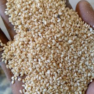  Achat De Sésame Blanc White Sesame Purchase - cereals achat / purchase------ product- white sesame / s&eacute;same blanc.--- origin- non-sanctioned,  high risk countries,  or otherwise subsidiary and bank account in another non-sanctioned country.--- annual contract- 50 000, 00 mt monthly.--- incoterms- cif jeddah,  arabie saoudite.--- price- competitive p