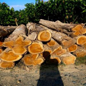  Bois Teck Bruits - bois charbon fibre nous cherchons des acheteurs du bois de teck de bonne qualité provenance du benin et la côte d'ivoire au meilleur prix.
