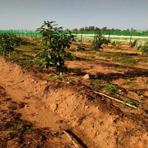  Ferme D'avocat Titrée 120 Hectares - Investissement capitaux je vend une ferme titr&eacute; d'avocat dans les r&eacute;gions de bouslham ( maroc) de 120 hectares planter enti&egrave;rement les arbres &acirc;g&eacute;es de 3 ans &agrave; 4 ans avec une villa un bassin une maison pour la gestion de la ferme cl&ocirc;turer totalement syst&egrave;me de goutt