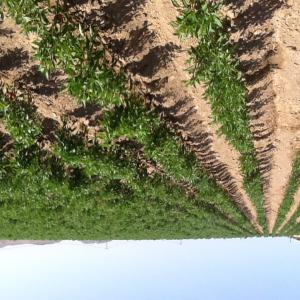  Ferme Agricole Moderne Potentiel Immense Romm - mine terrain concession ferme &agrave; vendre (cause retraite) ferme localis&eacute;e dans la r&eacute;gion rabat k&eacute;nitra bordant la route r401 dans les za&egrave;rs &eacute;quip&eacute;e du syst&egrave;me d irrigation localis&eacute;e goutte &agrave; goutte) (un syst&egrave;me solaire remplace maintenant le sys