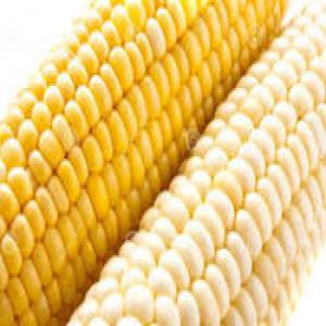  Maïs Jaune Et Blanc, Sesame, Acajou Et Soja - céréales bonjour,  nous sommes une entreprises basé au benin plus précisément à cotonou,  nous sommes spécialisée dans la fourniture des produit comme ,  le soja , le maïs jaune et blanc,  le sésame,   et l'acajou. nous fournissons de très bonne qualité