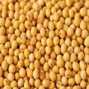  Soja De Qualité - céréales graines de soja de qualité disponible dans nos magasins à cotonou et à des prix abordable--merci de nous contactez si besoin se fait--nous sommes à la recherche des clients résidant au bénin pour la vente de nos produits.--plaisantin veuillez vos abstenir--