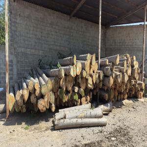  Rondins De Bois De Paulownia. - bois charbon fibre 350 troncs de paulownia aux tiges droites et d&eacute;barrass&eacute;s de n&oelig;uds coup&eacute;s en d&eacute;cembre 2023 sont stock&eacute;s et a&eacute;r&eacute;s leur bois est donc sec. le lot d'un prix cumul&eacute; de 5 250   se compose de 104 troncs de diam&egrave;tre sup&eacute;r