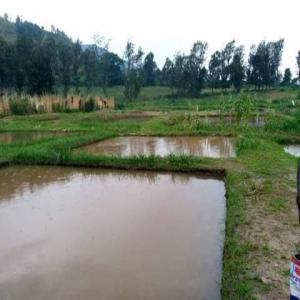  Recherche D'investisseurs - capital investment investing in fish farming is a profitable and essential activity for our countries in africa in view of the quantity of tonnes of frozen fish that our countries import each year,  sometimes tested not in conformity with consumption.---- any investor wanting to make income should be interested in this