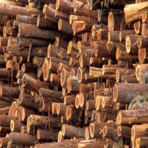  Bois Eucalyptus - bois charbon fibre nous sommes votre solution pour l'approvisionnement en produit de bois eucalyptus simplifiant l'ensemble du processus initial du produit &agrave; la gestion logistique,  en passant par l'inspection,  le contr&ocirc;le qualit&eacute; et la livraison efficace au port de destination.vous pouvez nous envo