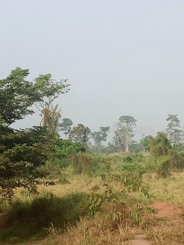  Création De Site Agricole - mine terrain concession nous avons un espace en vente ici en c&ocirc;te d'ivoire 10 hectares de type foret pr&egrave;s d'un fleuve a 120 km d'abidjan a morocro. le prix est 33 millions de fcfa . 