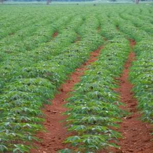  Land For Sele - mine land concession available in cameroon not far from the port and airport of douala vast land for any type of industrial,  agricultural or livestock project area of ​​1200 ha easy access and electricity available price of $4500 per hectare contact me for more information